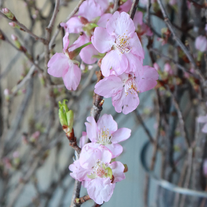 河津桜