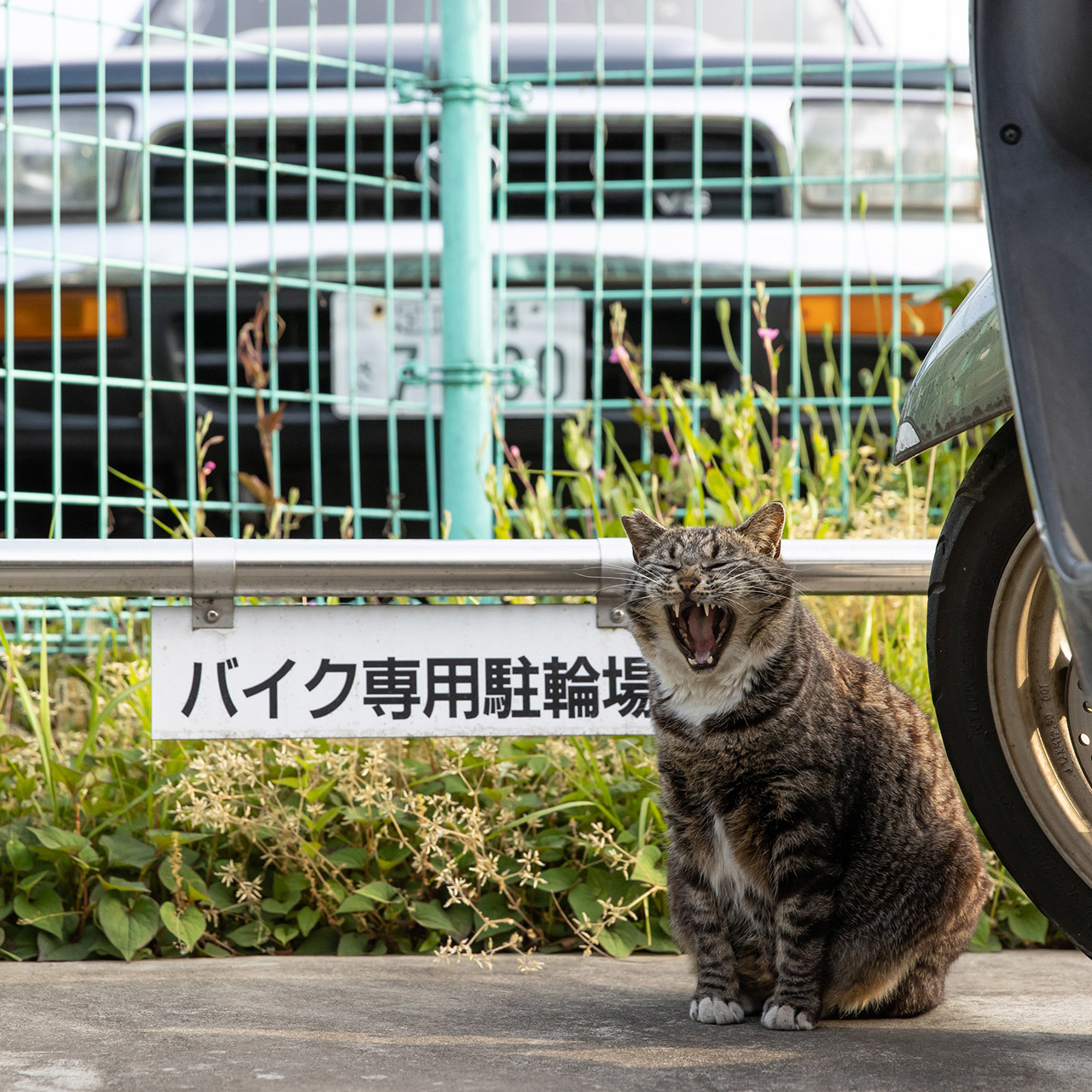 ですから 私は見ての通りバイクです 水曜日のねこたちへ 129 ファッション誌marisol マリソル Online 40代をもっとキレイに 女っぷり上々