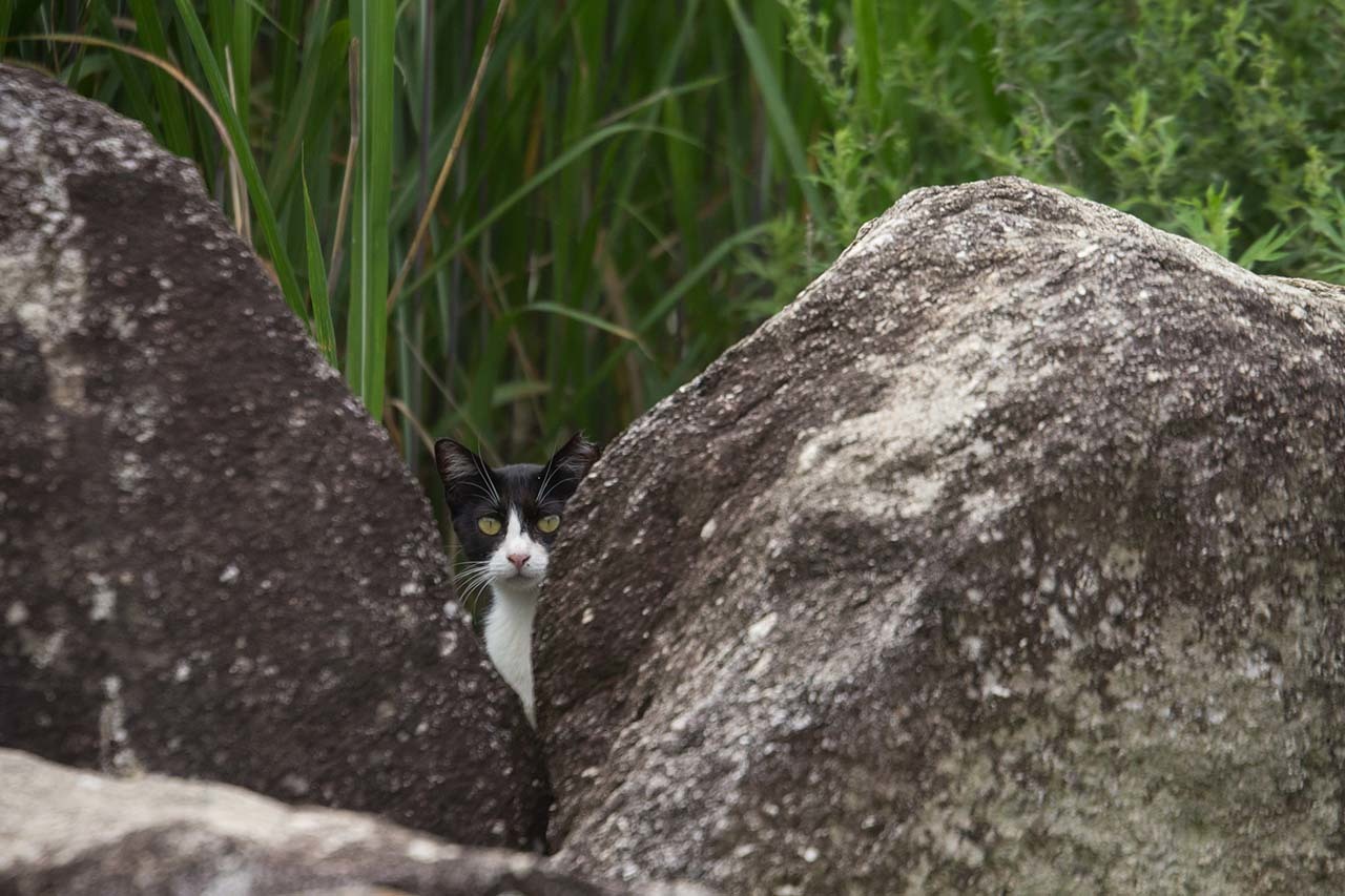 猫写真家 沖昌之の猫写真