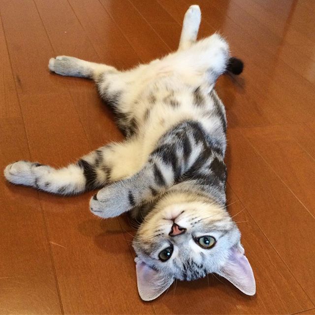 子猫のアラン