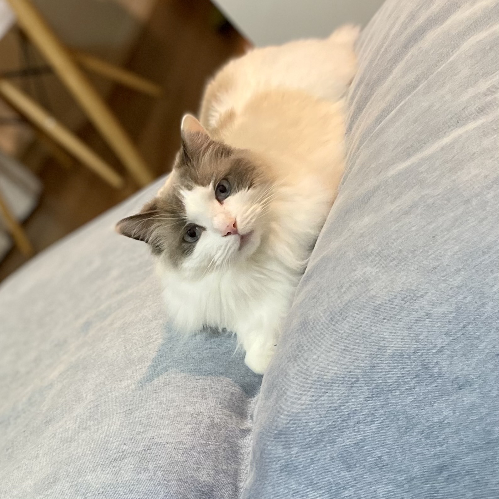 猫 上の子♡