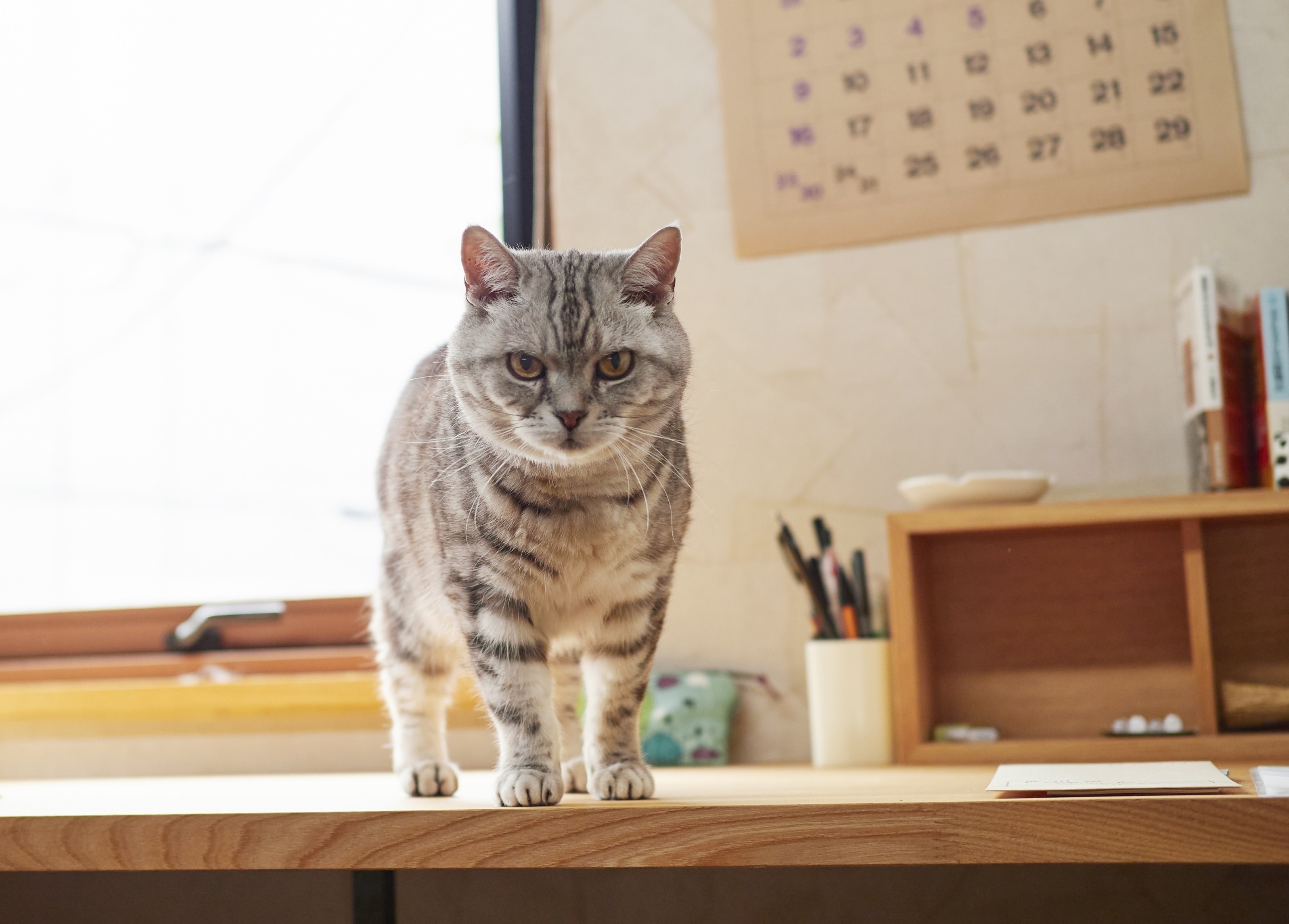 あの人の溺愛ねこ図鑑 第6回 角田光代さんの愛猫はひそかに甘えん坊なトト Web Eclat 50代女性のためのファッション ビューティ ライフスタイル最新情報