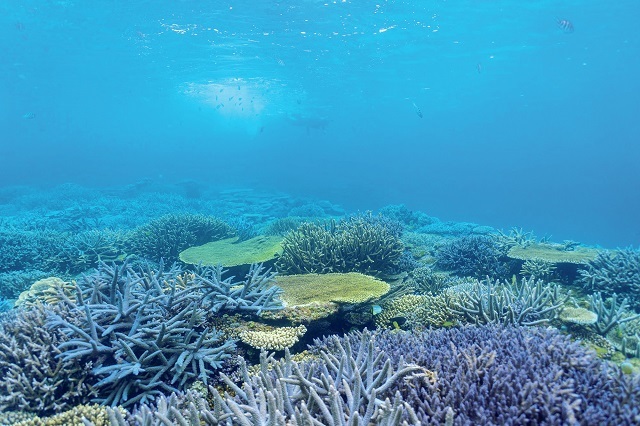 サンゴの海