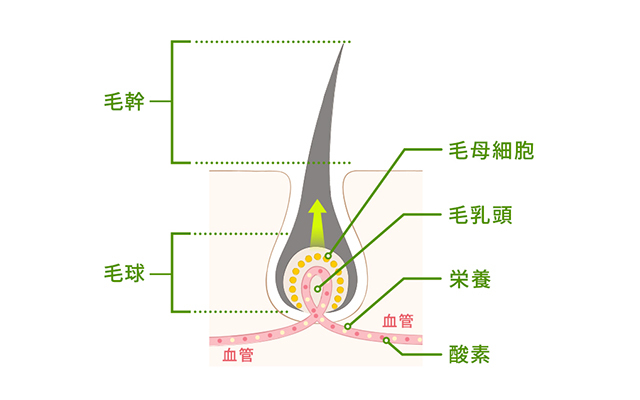 髪のためのサプリメント「カミエル」ができること