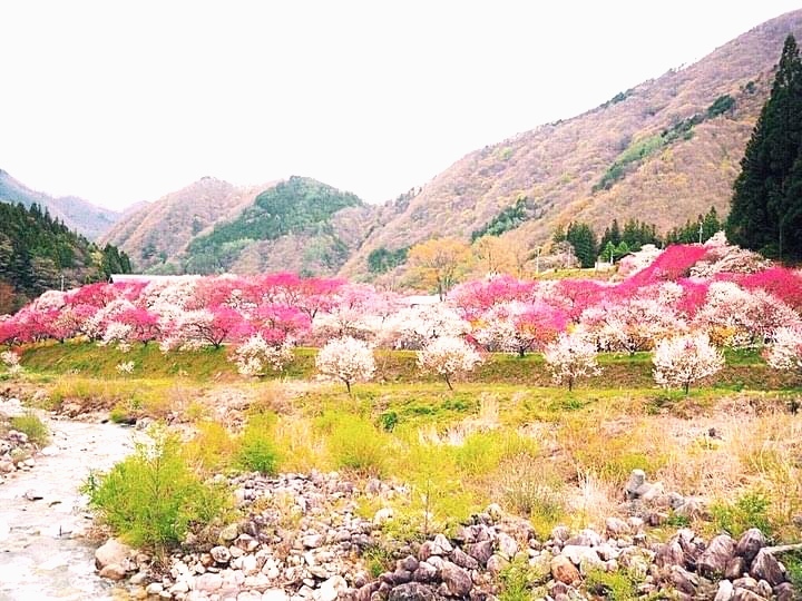 大自然に佇む山のベーカリーとハナモモの名所へ!_1_2