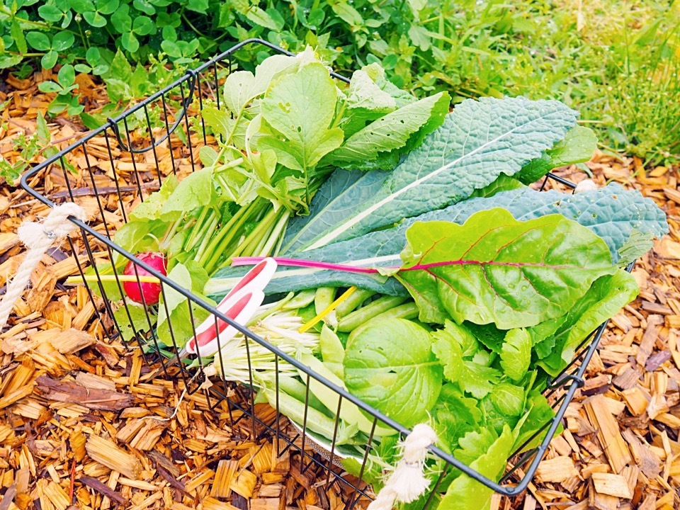 ヴィソンのNOUNIYELLで、野菜の収穫体験とイタリア料理を堪能!_1_6