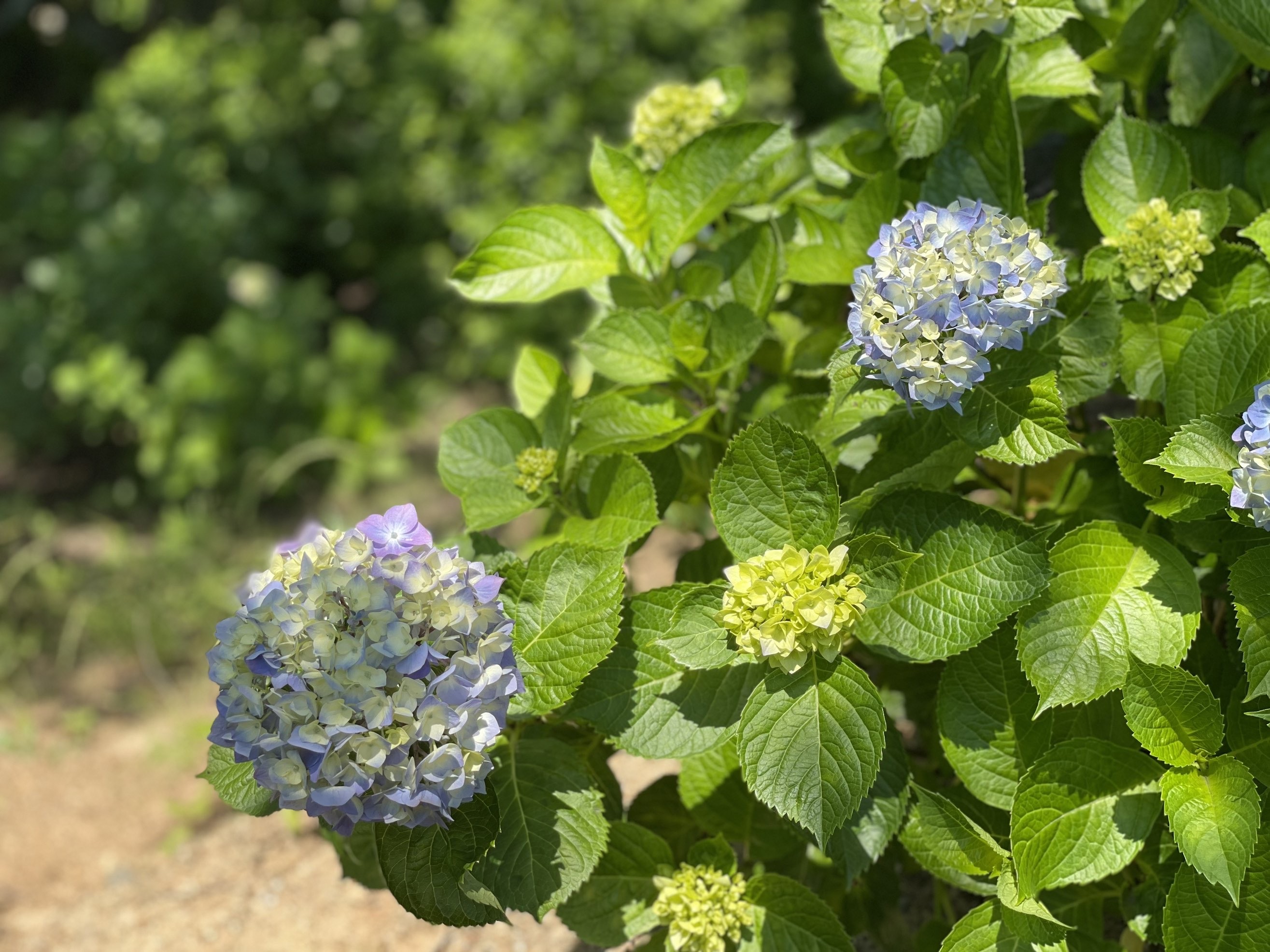 ブルー紫陽花
