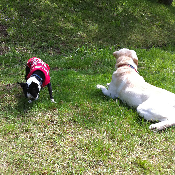 終生のライバル ラブラドールのアリちゃんとのんびり日向ぼっこ ボストンテリア すももちゃん 31 ファッション誌marisol マリソル 40代をもっとキレイに 女っぷり上々