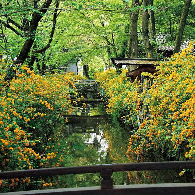 松尾大社の山吹