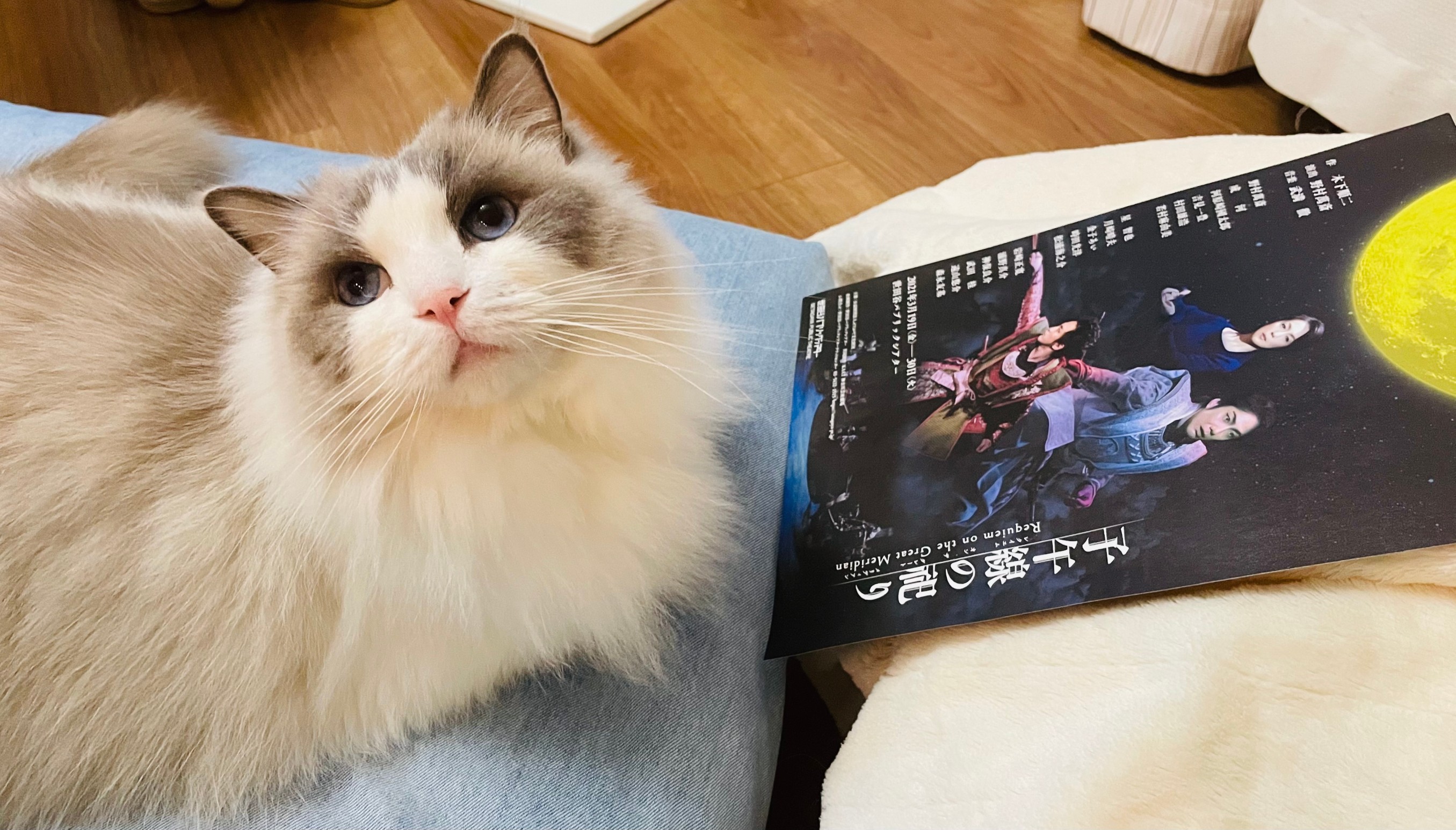 猫(下の子)とチラシ
