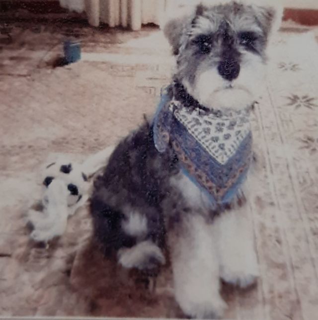 いつか来る 愛するペットとの別れ どう受け入れますか ファッション誌marisol マリソル 40代をもっとキレイに 女っぷり上々