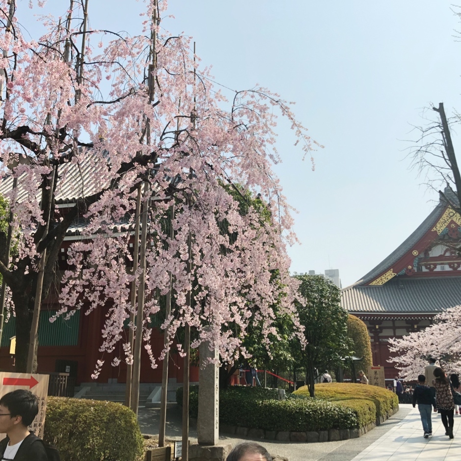 春の浅草_1_2