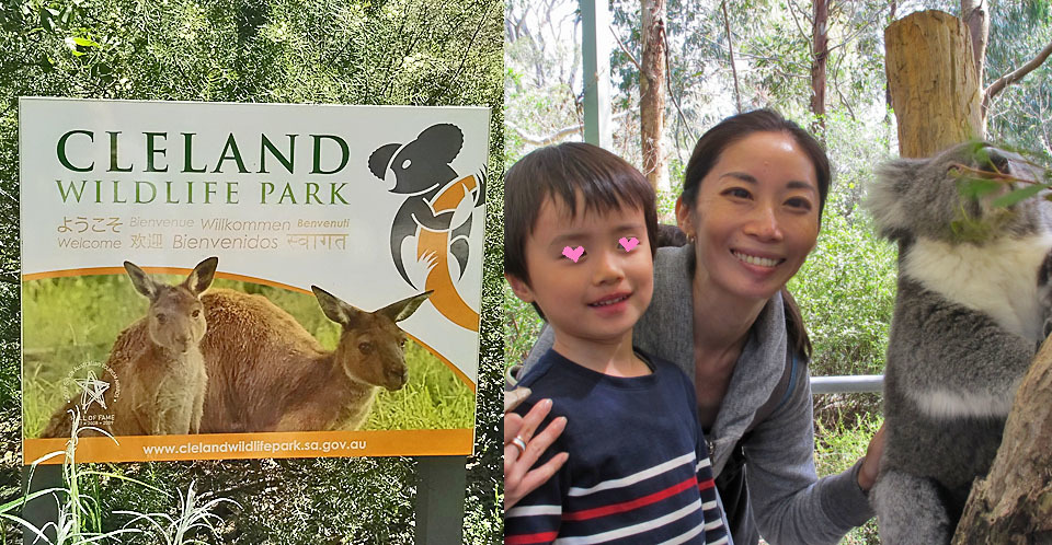 動物放し飼いの自然公園 Cleland Wildlife Park_1_1