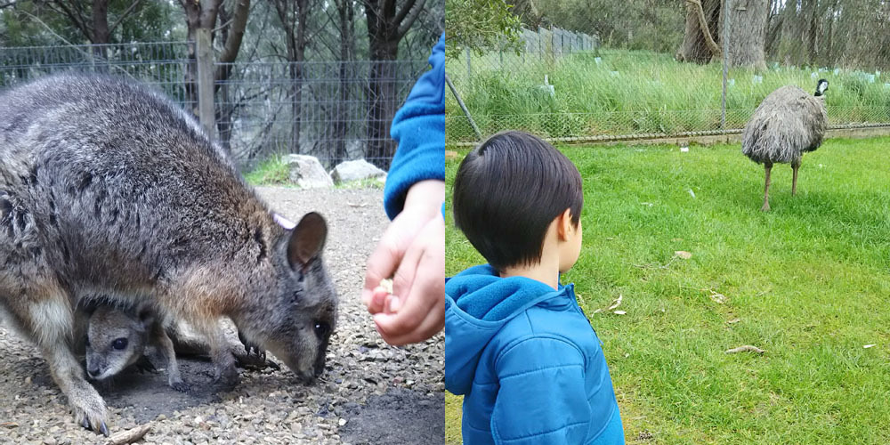 動物放し飼いの自然公園 Cleland Wildlife Park_1_4