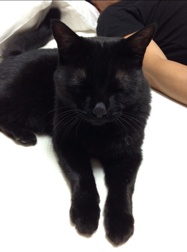 大好き ペット 夫の仕事に同伴 自由人な黒猫 Web Eclat 50代女性のためのファッション ビューティ ライフスタイル最新情報