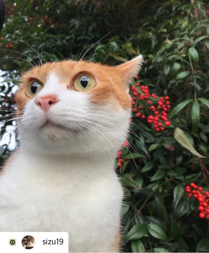 にゃんスタ写真 難が転じますように…