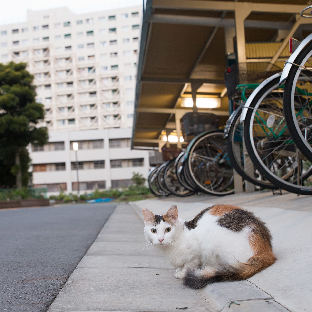 お利口さんで待ってました 水曜日のねこたちへ 75 ファッション誌marisol マリソル 40代をもっとキレイに 女っぷり上々