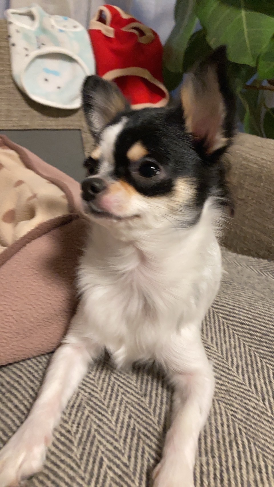保護犬チワワ 新しい家族が増えました Happy Plus ハピプラ