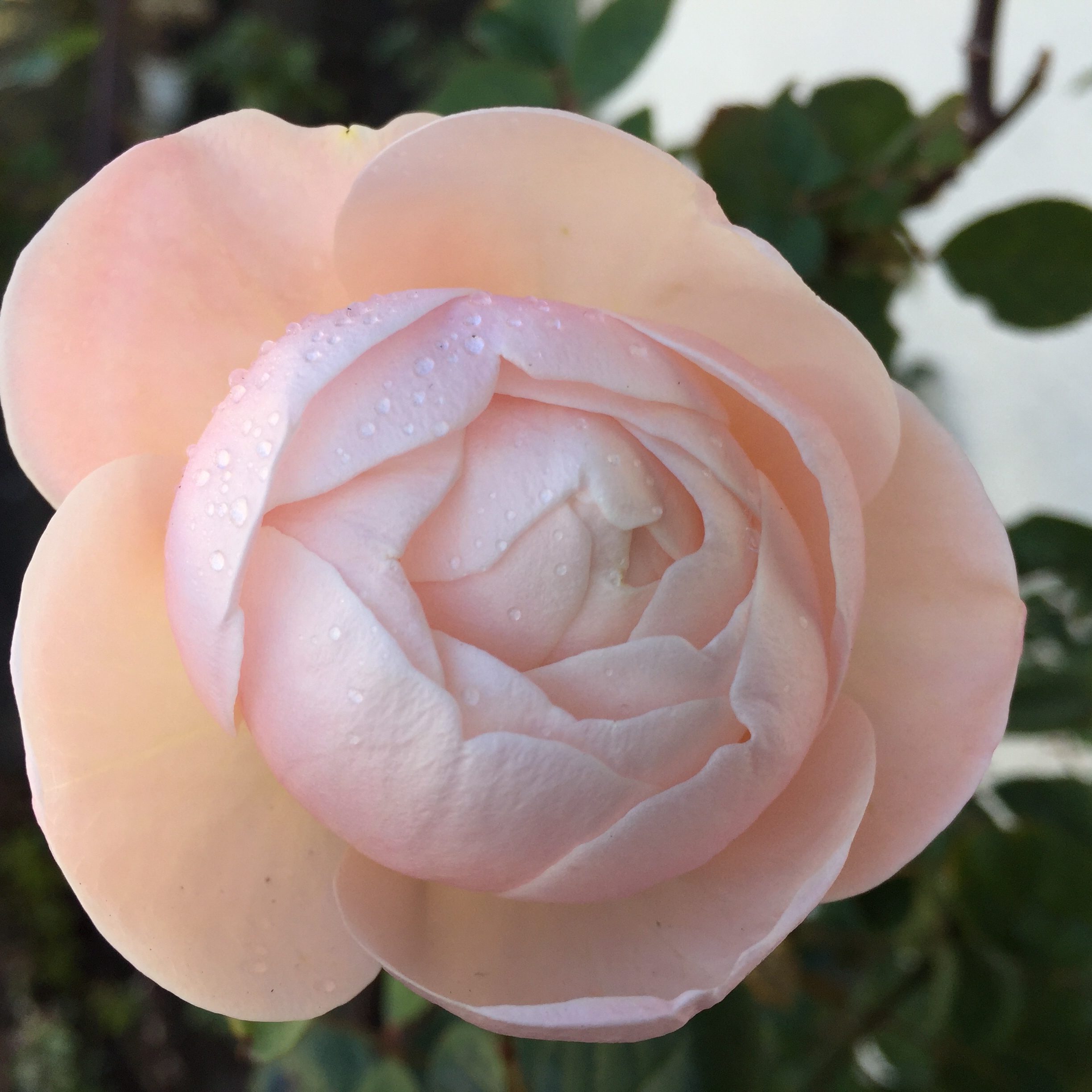 花を飾って春を取り入れる_1_5