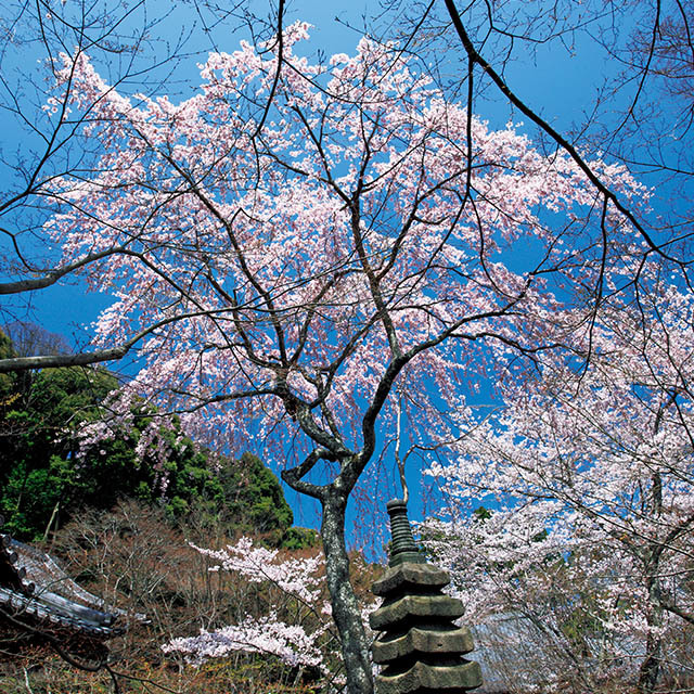 西行桜(勝持寺)