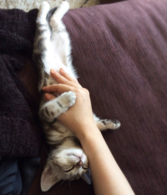 子猫のアラン