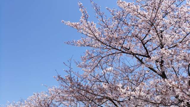 桜の綺麗なこの季節は_1_1