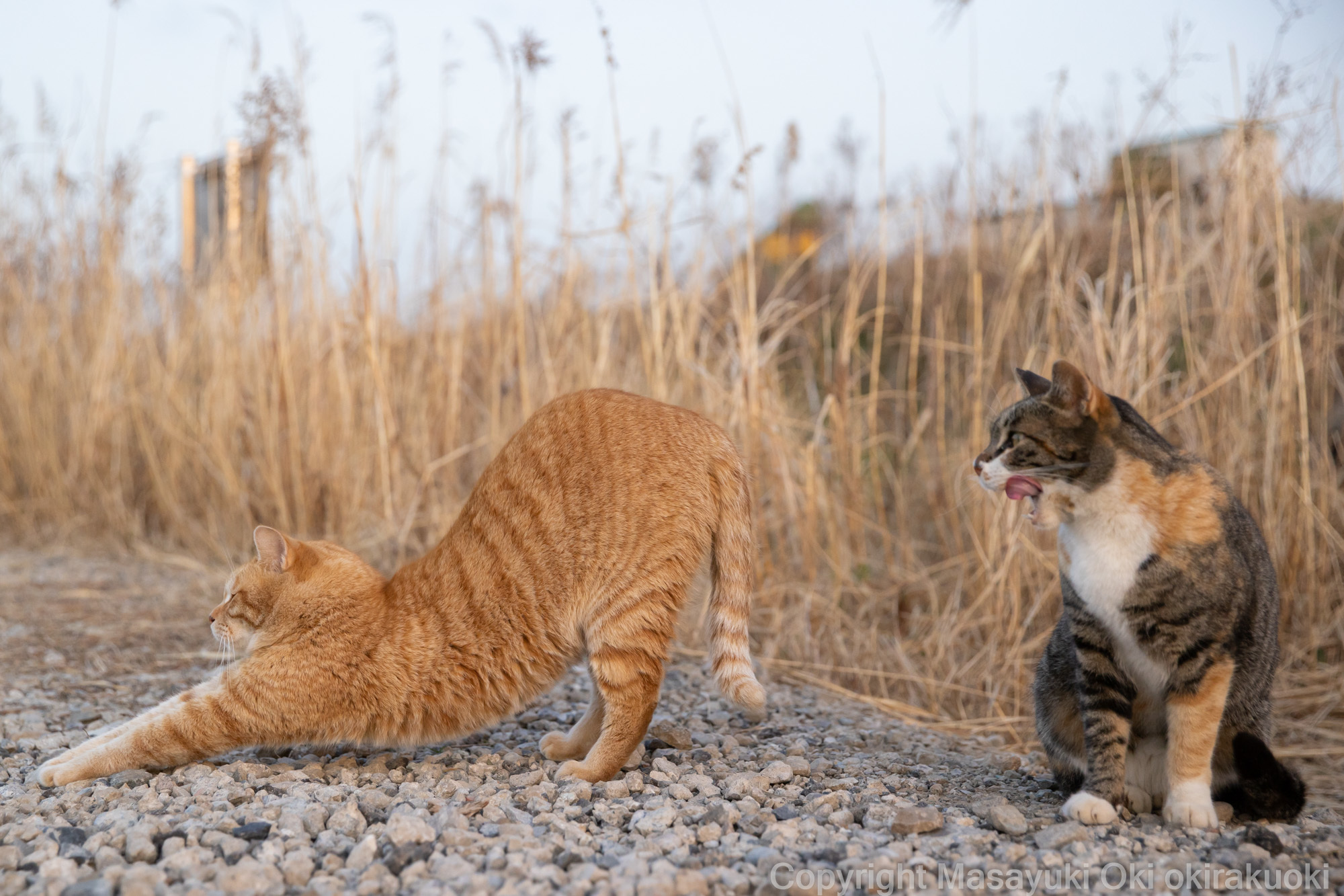 猫写真家 沖昌之の猫写真