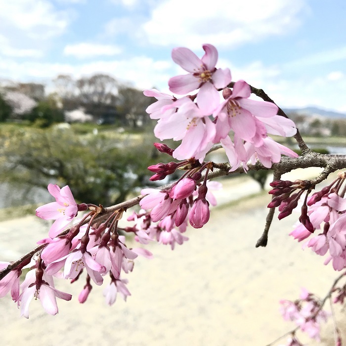 京都『桜』便り_1_3