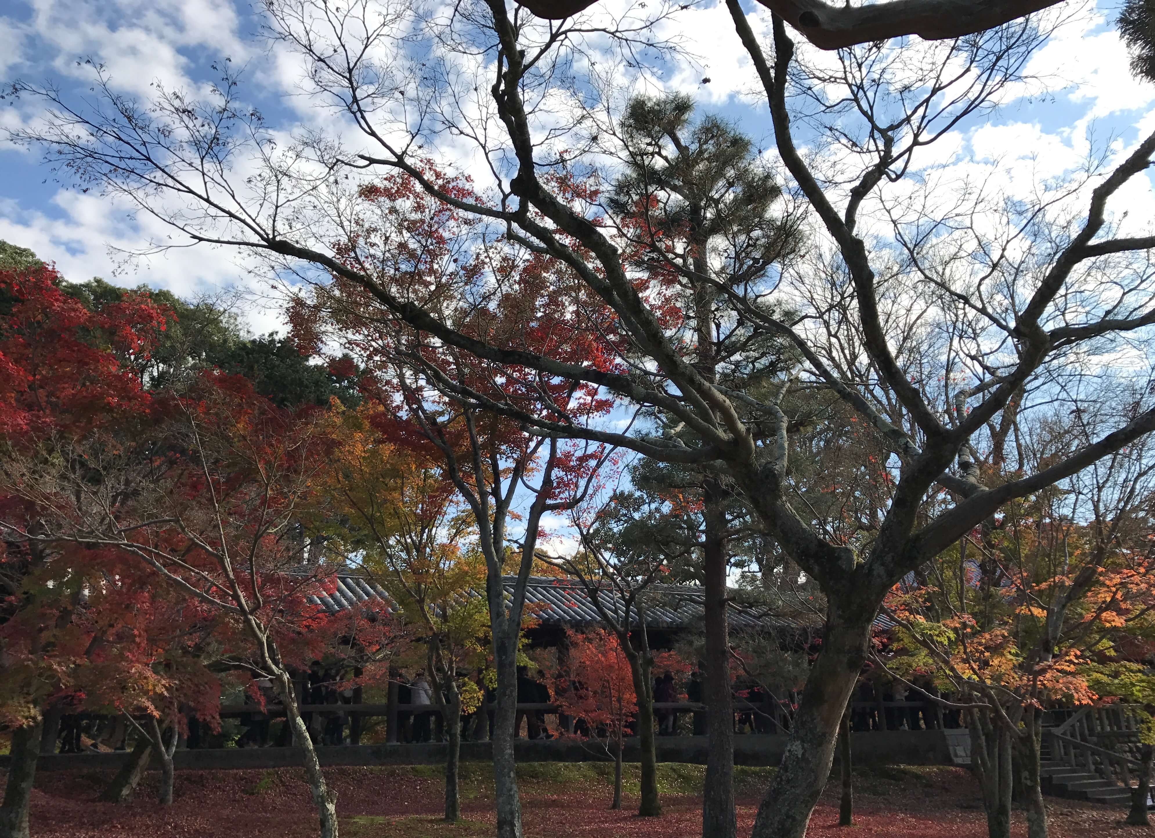 「紅葉にパワースポット。絶景!東福寺と女性の願いを叶える泉涌寺の楊貴妃観音」_1_5