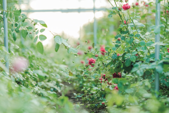 センスがいい花好きがレコメンド“日本全国、憧れの薔薇園3”_1_2