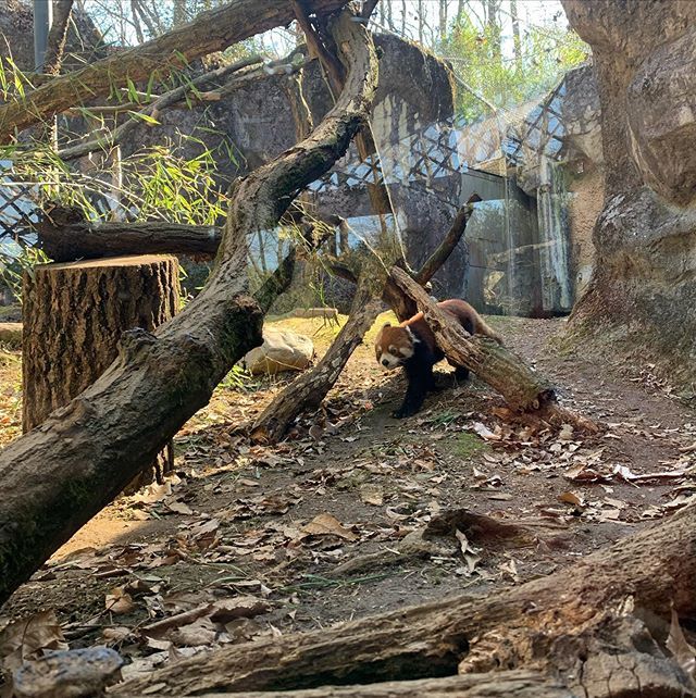 アルバムを振り返るたびに癒される可愛さ!多摩動物公園のレッサーパンダ_1_3