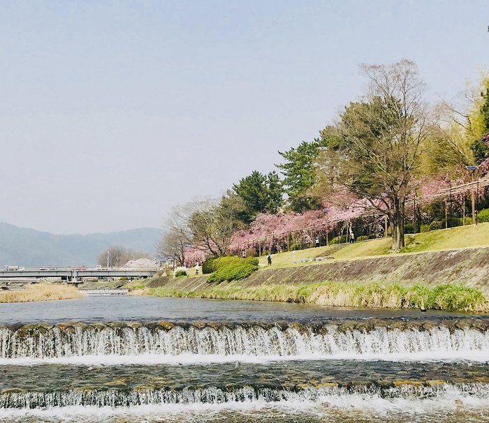 京都『桜』便り_1_4