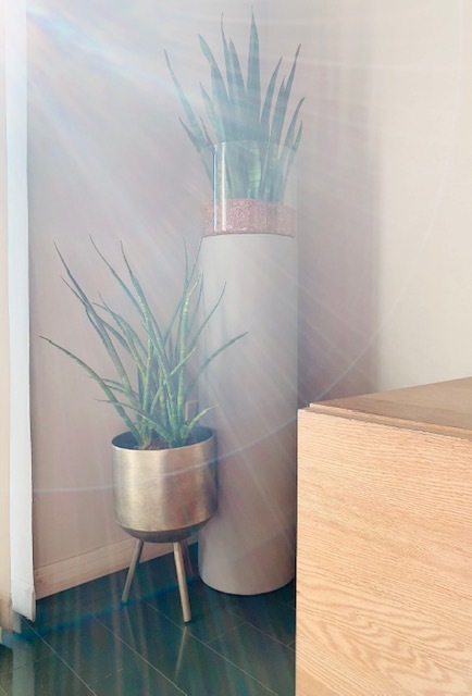 観葉植物はいつもFUGA_1_3