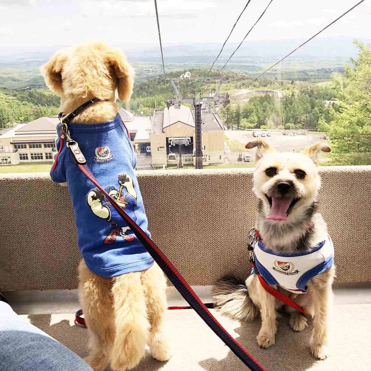 保護犬のポール&ケイト