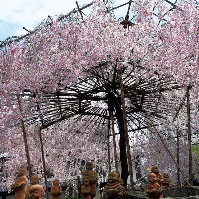 「六角堂の桜」