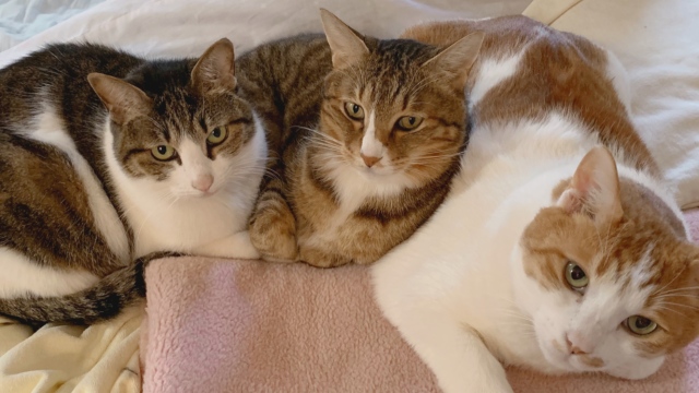 猫