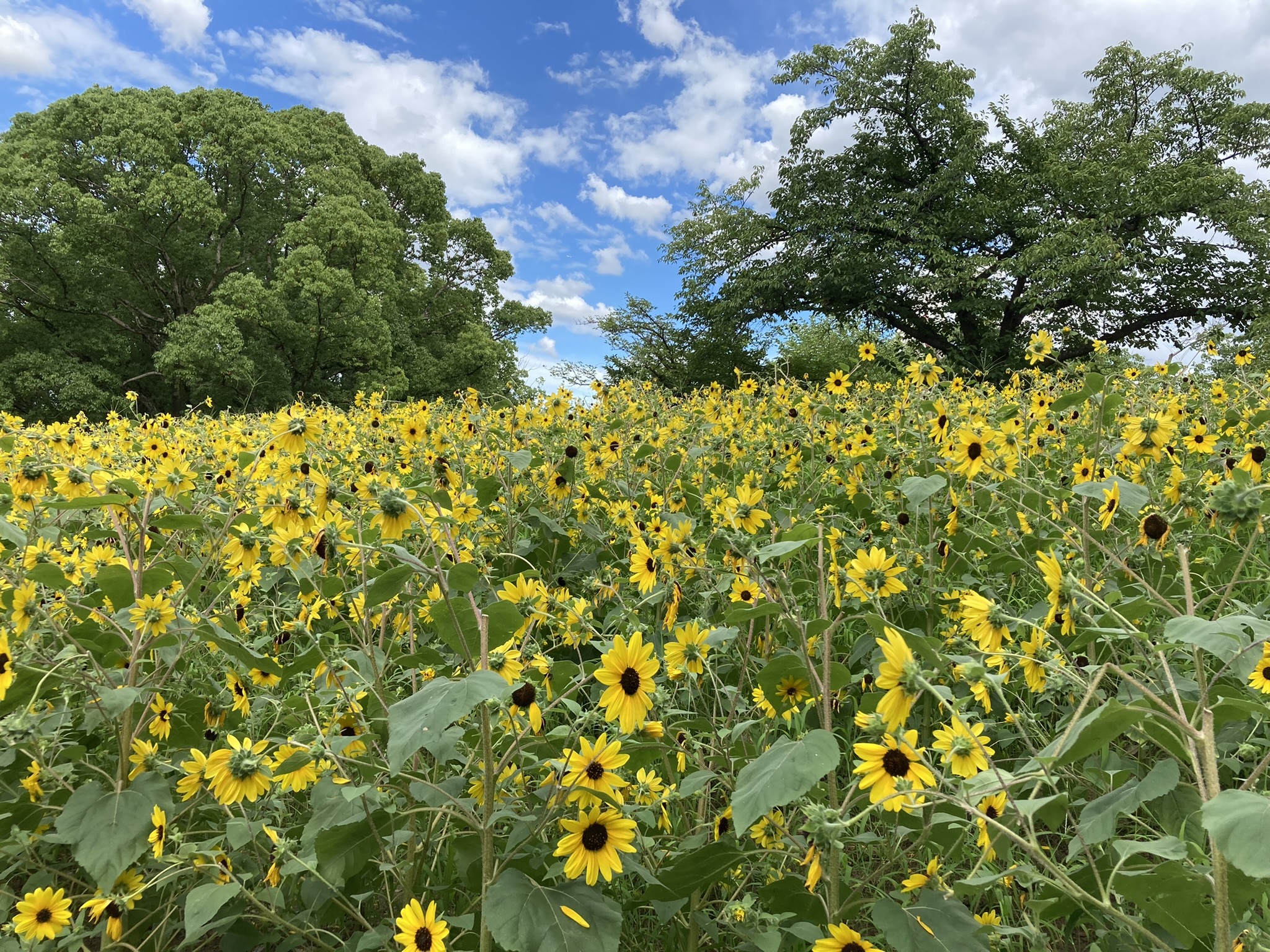 夏はひまわり 万博記念公園 ひまわりフェスタ レポ Non No Web ファッション 美容 モデル情報を毎日お届け