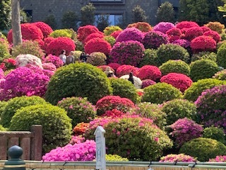 つつじが満開の根津神社