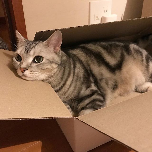 あごのせアラン