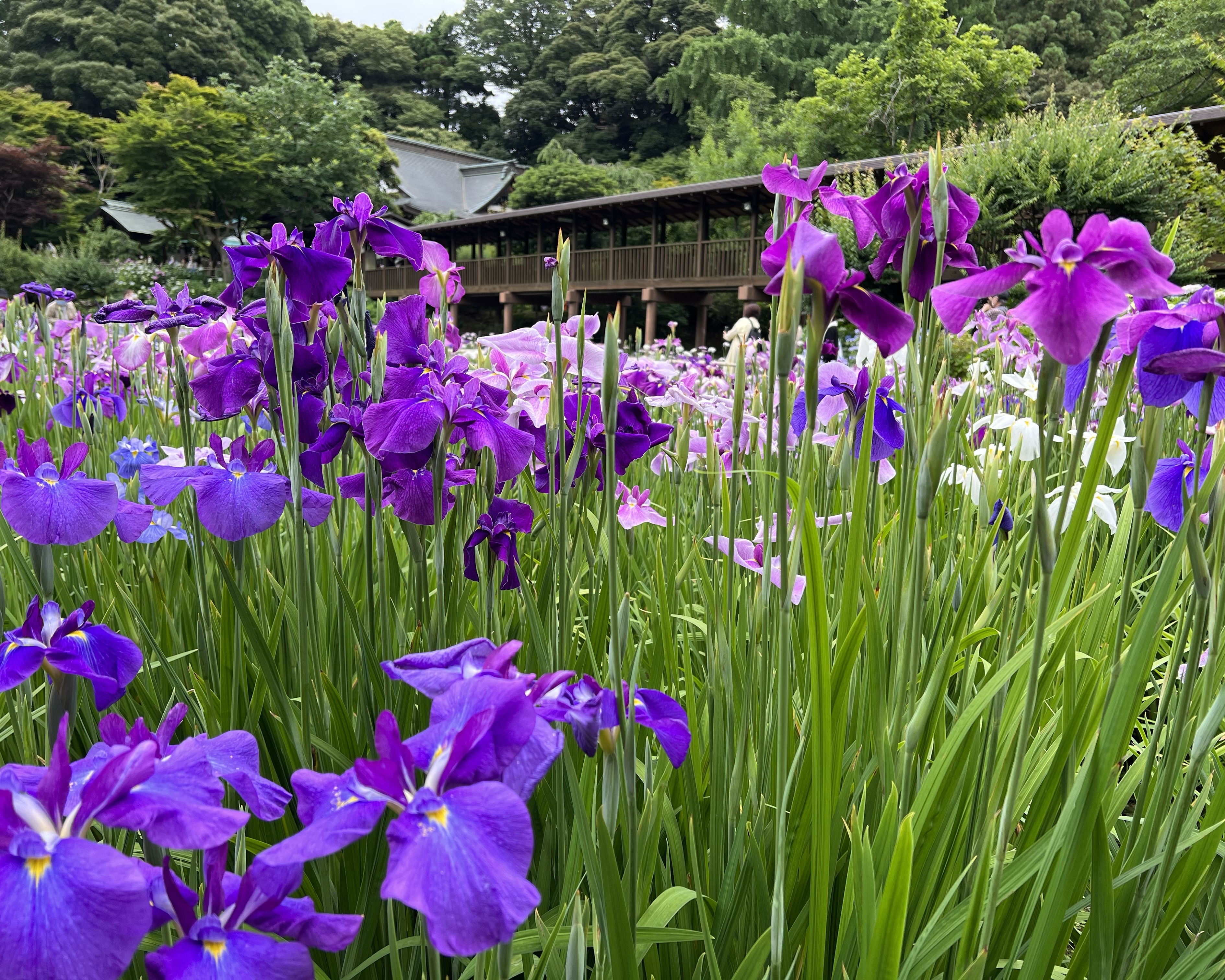 今年は花菖蒲の当たり年だったそうで…
参拝した際には見頃を迎え素敵でした♡
