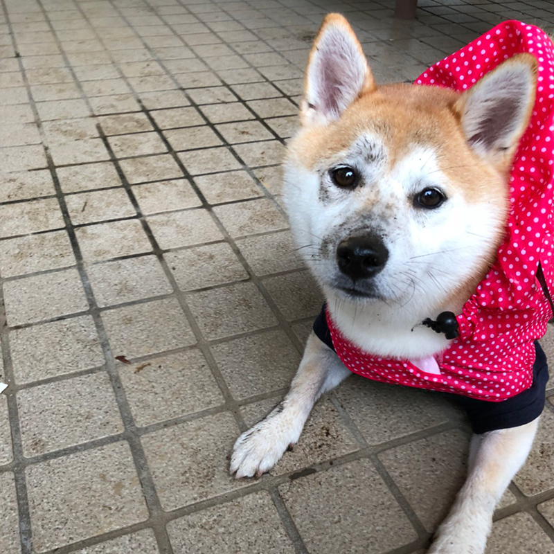 柴犬 ひなちゃん shibainu hina