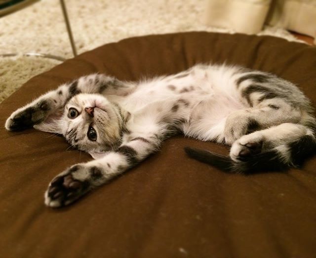子猫のアラン