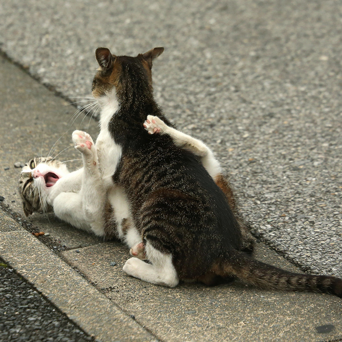 2月22日はねこの日|「水曜日のねこたちへ」年間人気ランキングTOP10_1_5
