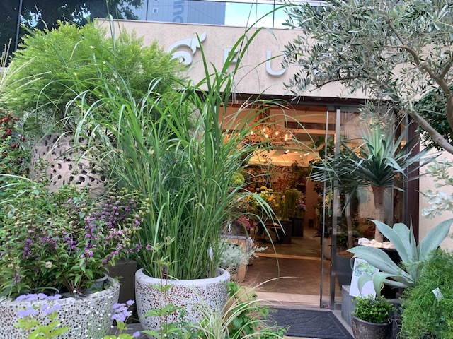 観葉植物はいつもFUGA_1_1