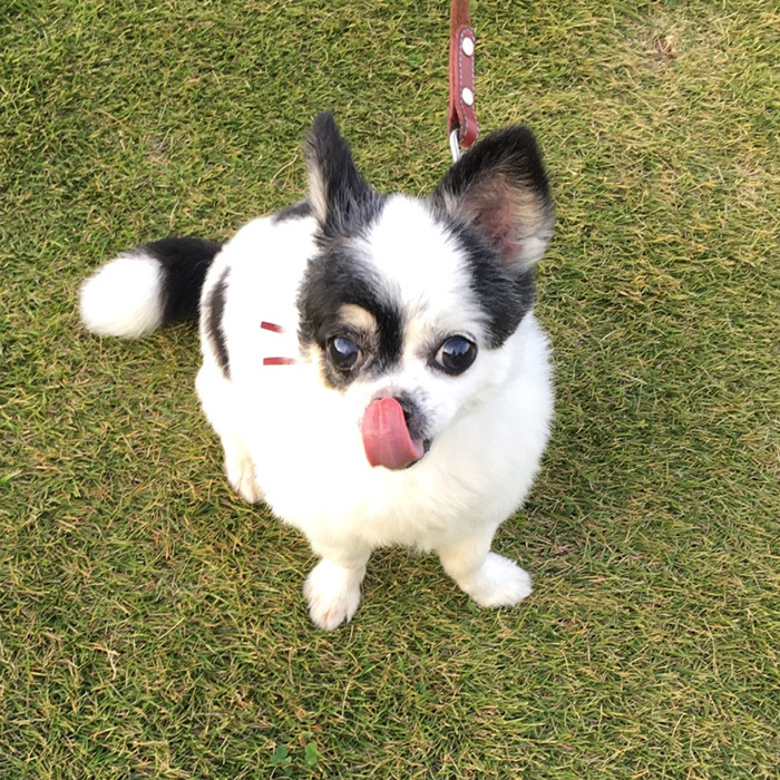 チワワ グミちゃん chihuahua gumi