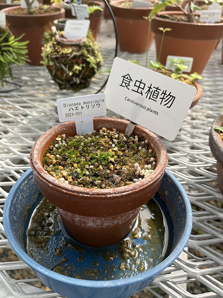 新緑の小石川植物園へ_1_10
