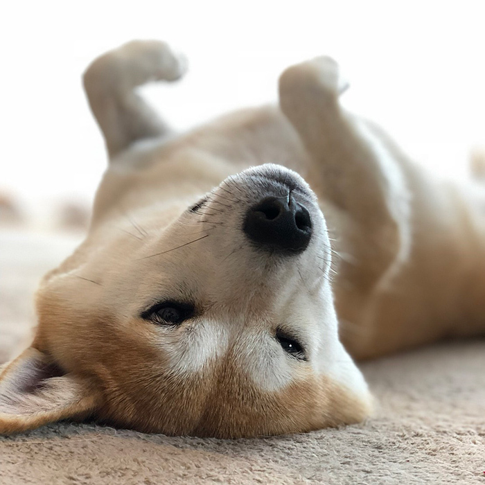柴犬 ひなちゃん shibainu hina