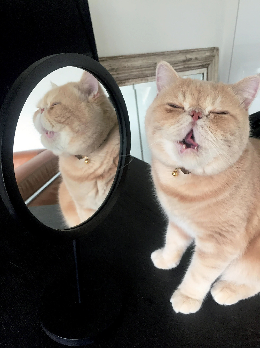 5ページ目 エクラにゃんスタ大賞を受賞した 癒しの猫写真五選 Web Eclat 50代女性のためのファッション ビューティ ライフスタイル最新情報