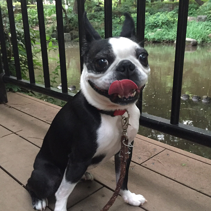 湯谷温泉でみんながお風呂に入っている間 まったりお留守番 ボストンテリア すももちゃん 32 ファッション誌marisol マリソル 40代をもっとキレイに 女っぷり上々