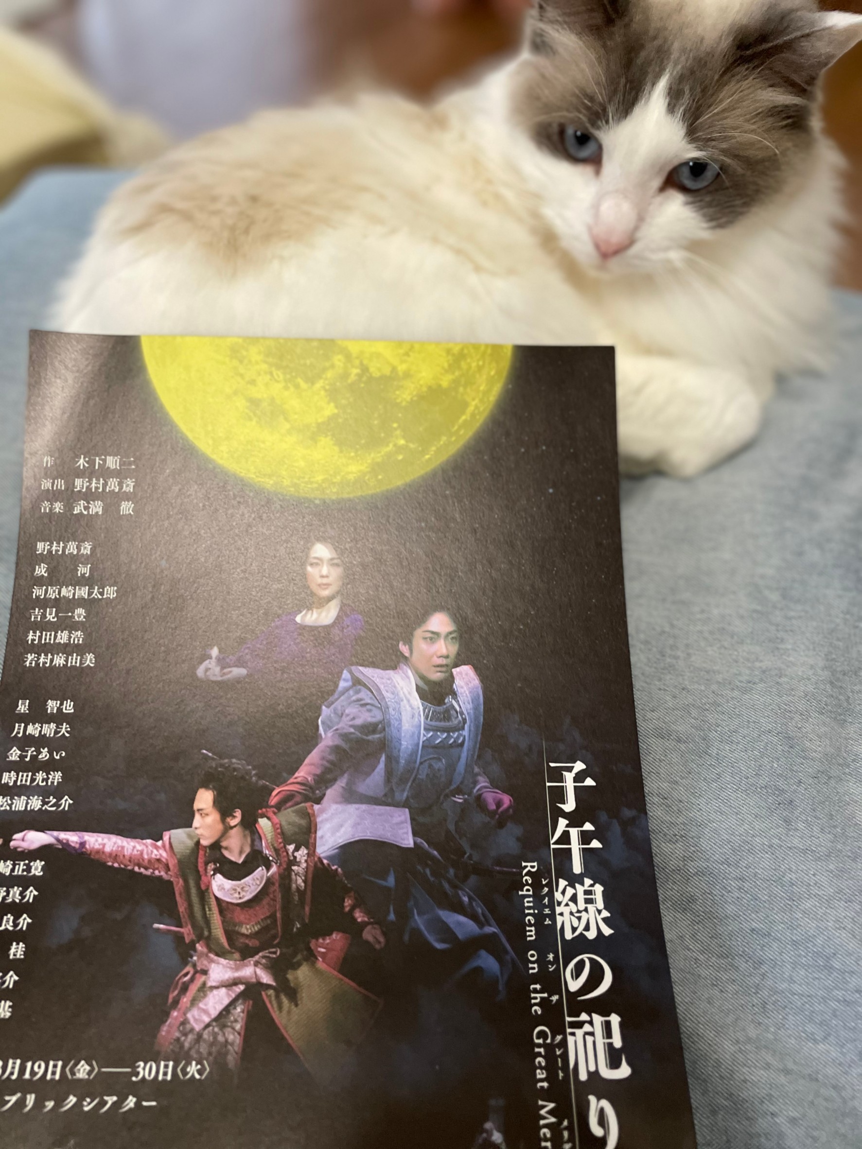 猫(上の子)とチラシ